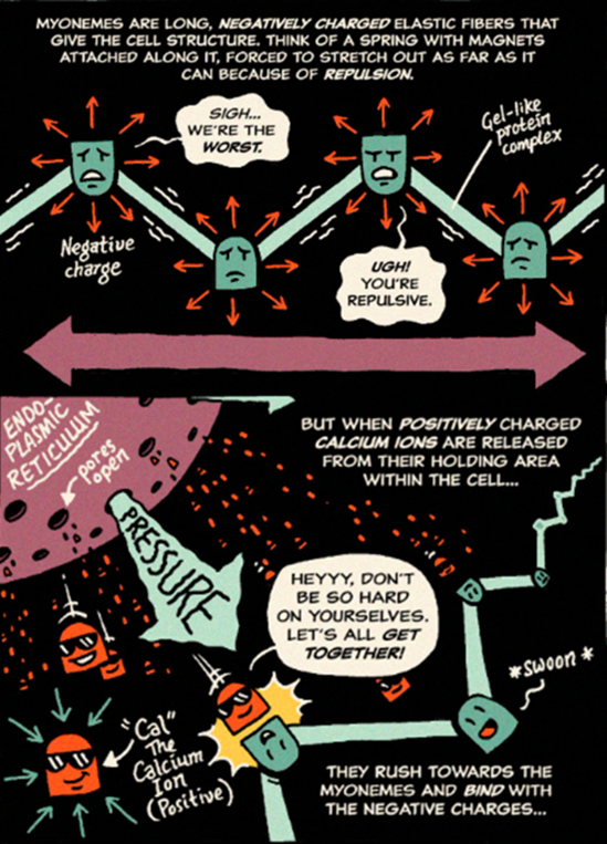 A cartoon drawing of the calcium-dependent fibers that ciliates use to move. Text reads: Myonemes are long, negatively charged elastic fibers that give the cells structure. Think of a spring with magnets attached along it, forced to stretch out as far as it can because of repulsion. But when positively charged calcium ions are released from their holding area within the cell, they rush towards the myonemes and bind with the negative charges.